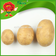 Chino sin fertilizante químico gran A patatas
